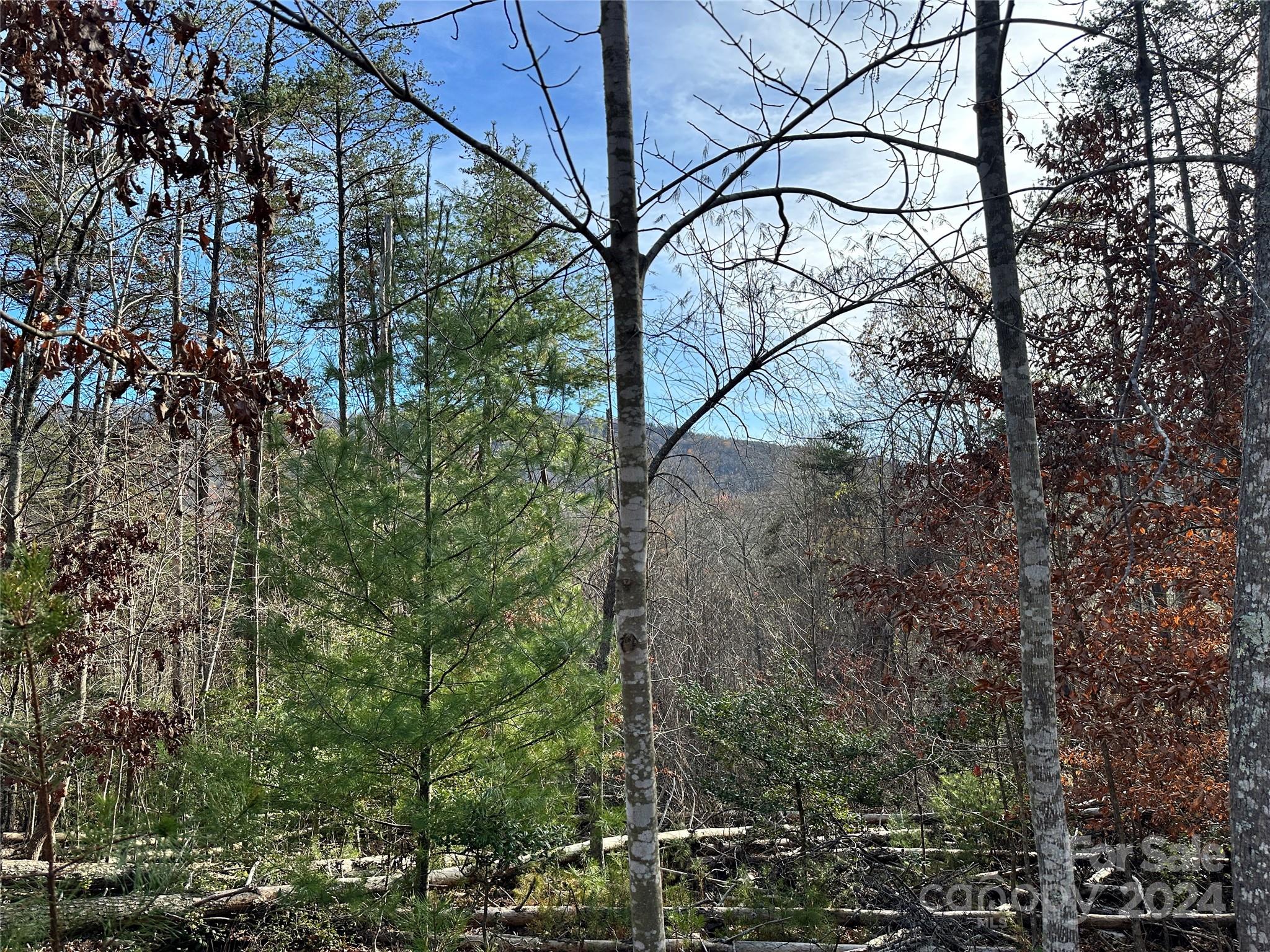 Tbd Burley Ridge Candler, NC 28715 - Photo 15 of 18 Gallery Image 15