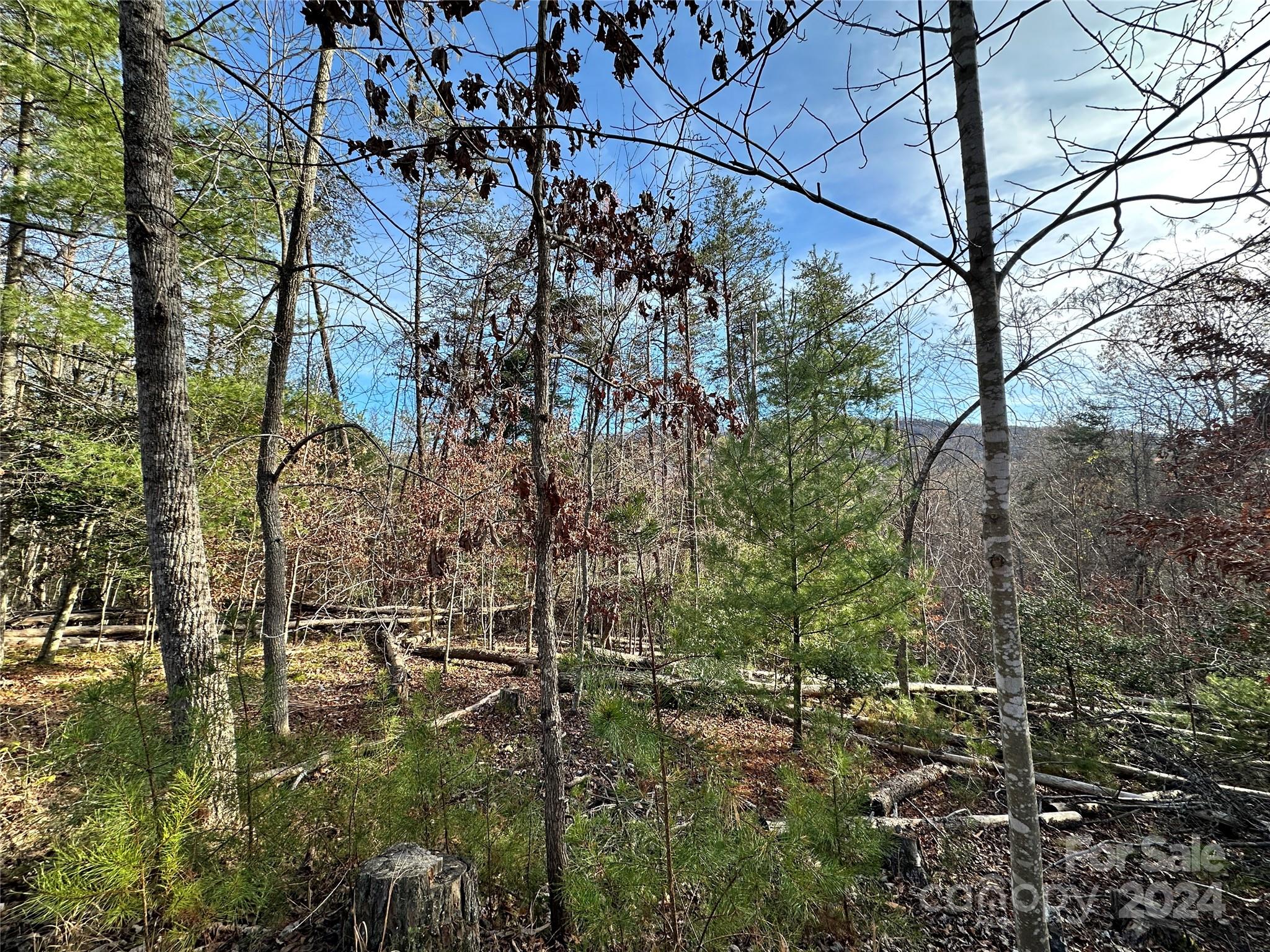 Tbd Burley Ridge Candler, NC 28715 - Photo 17 of 18 Gallery Image 17