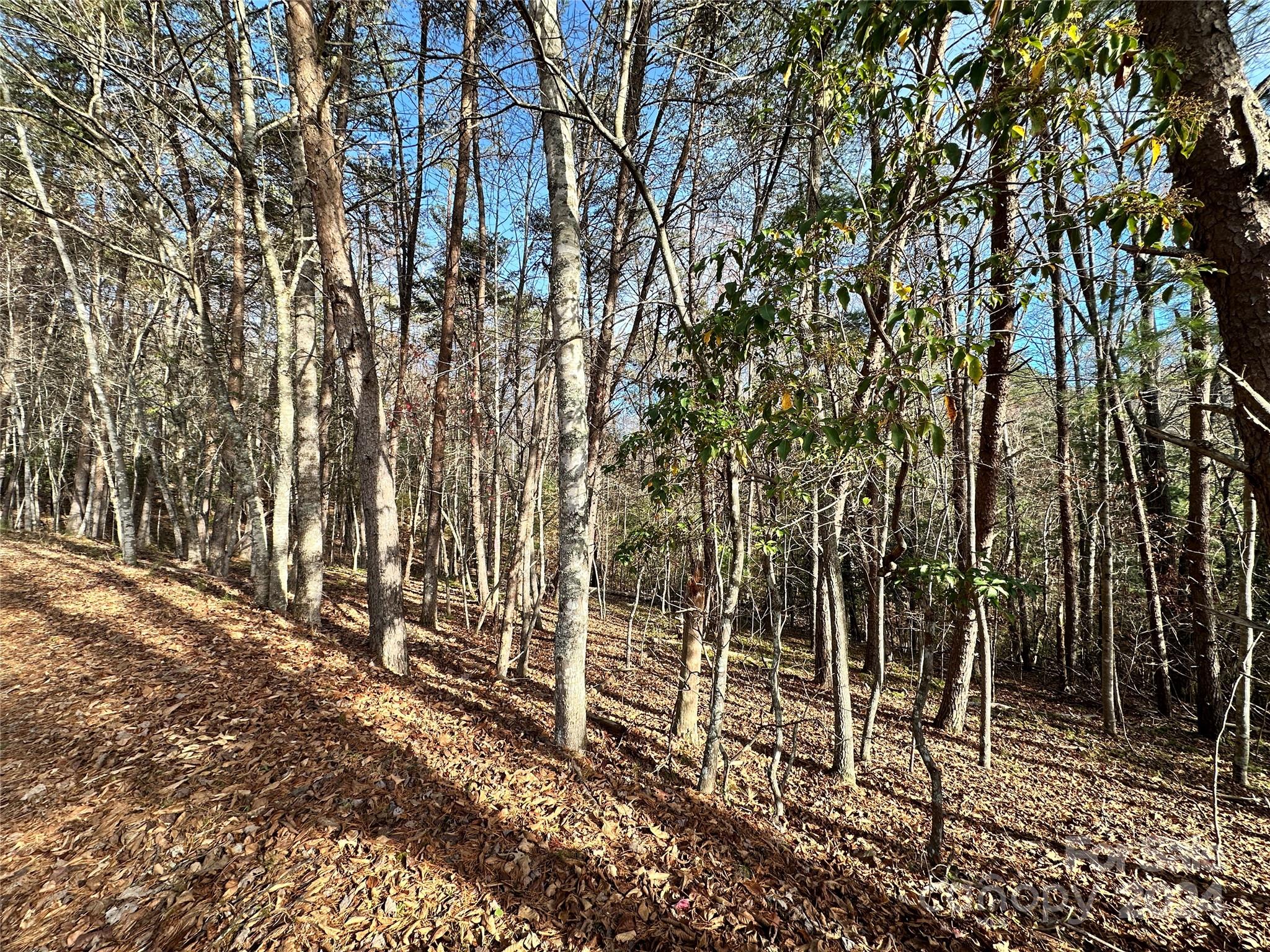 Tbd Burley Ridge Candler, NC 28715 - Photo 6 of 18 Gallery Image 6
