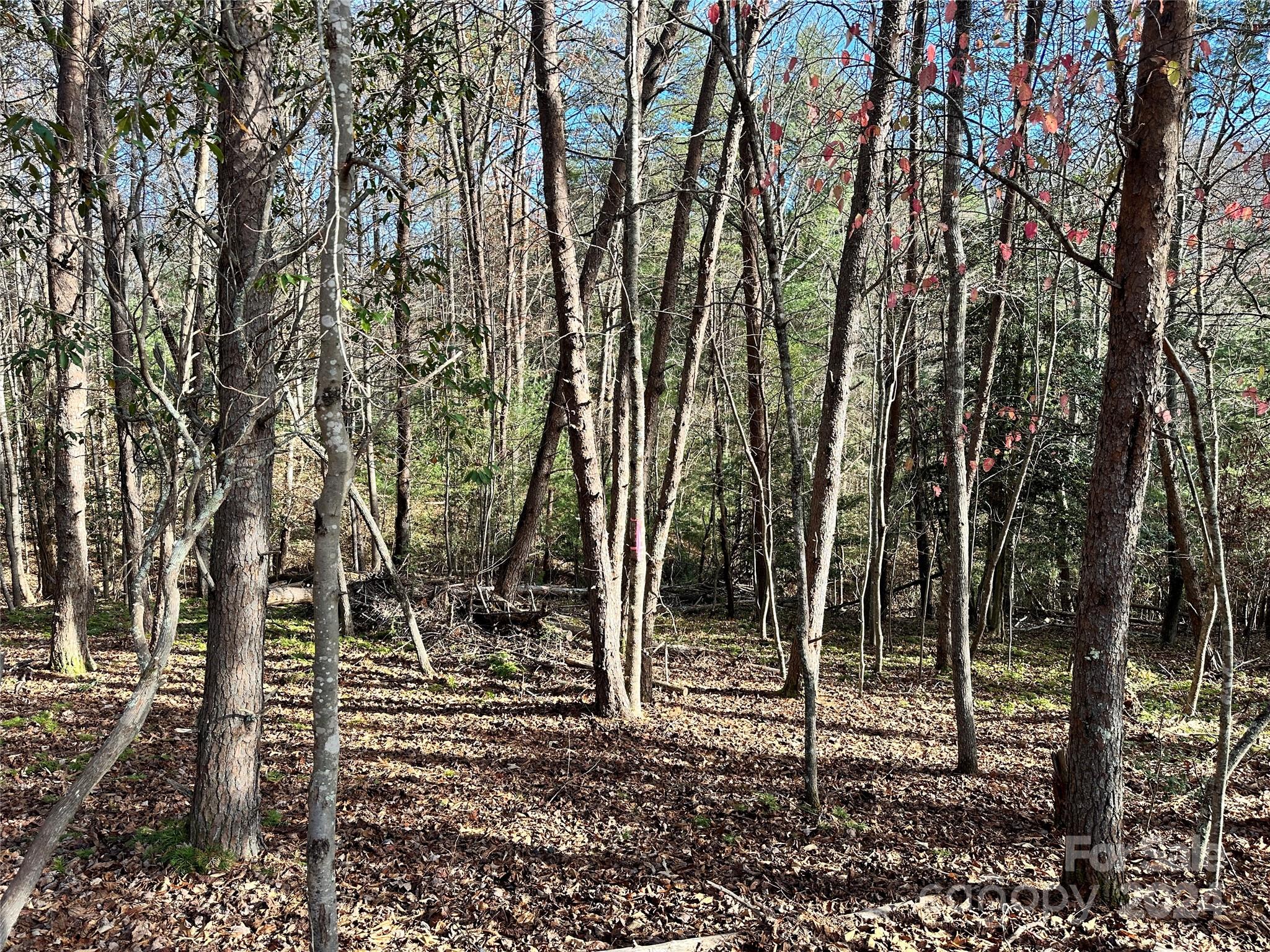 Tbd Burley Ridge Candler, NC 28715 - Photo 7 of 18 Gallery Image 7