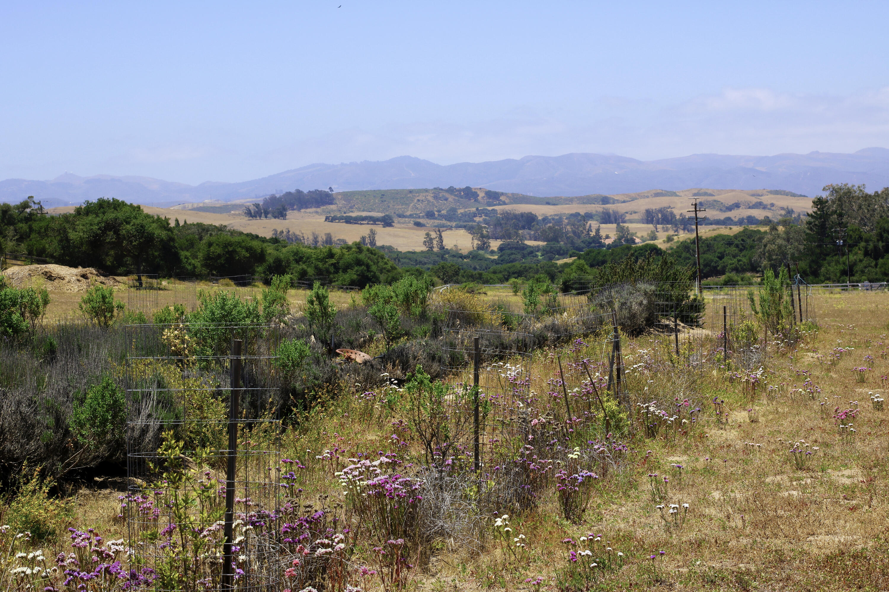1990 Tularosa Road Lompoc, CA 93436 - Photo 17 of 36 Lavander Field