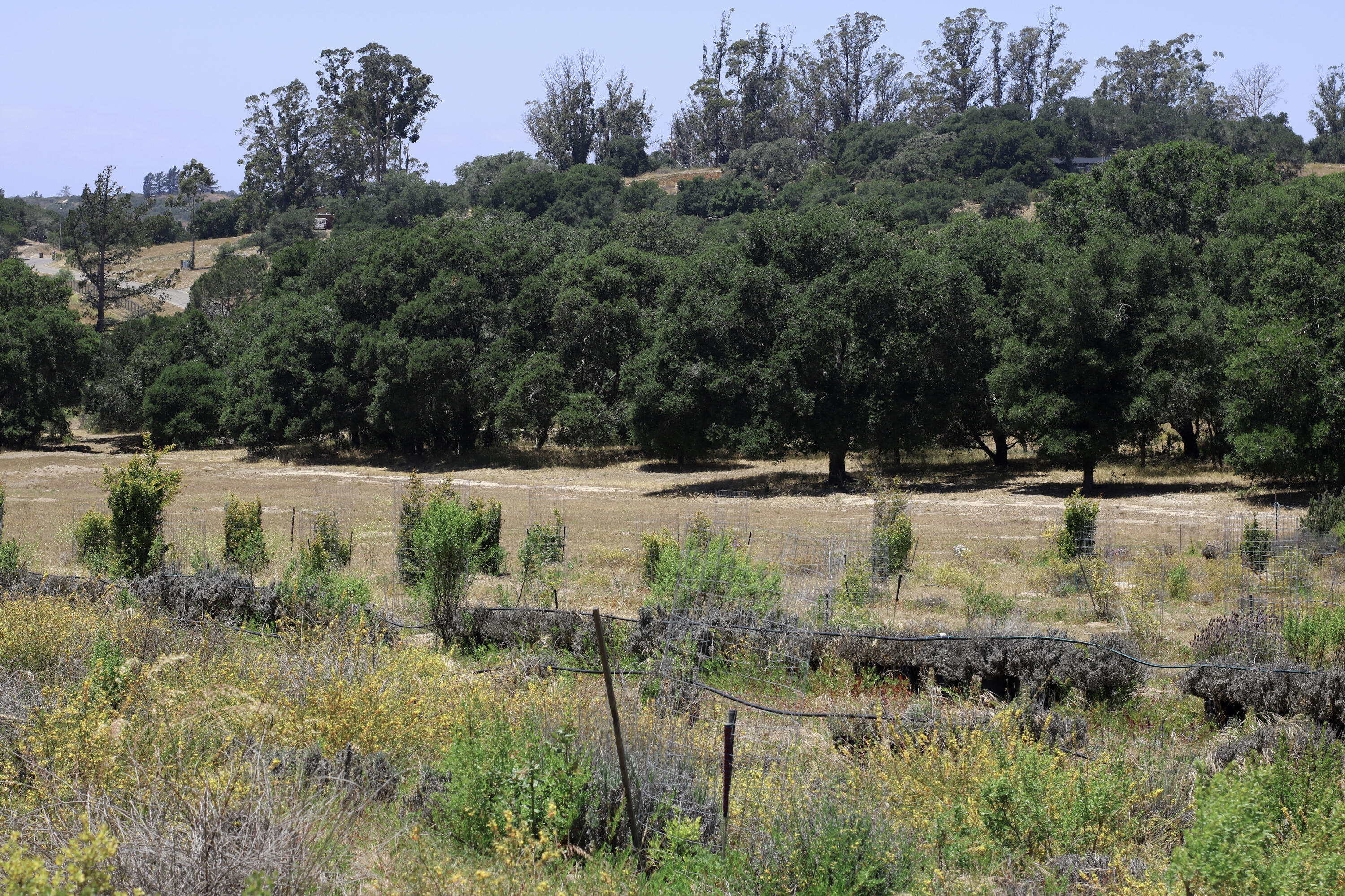 1990 Tularosa Road Lompoc, CA 93436 - Photo 18 of 36 Pomegranate Field