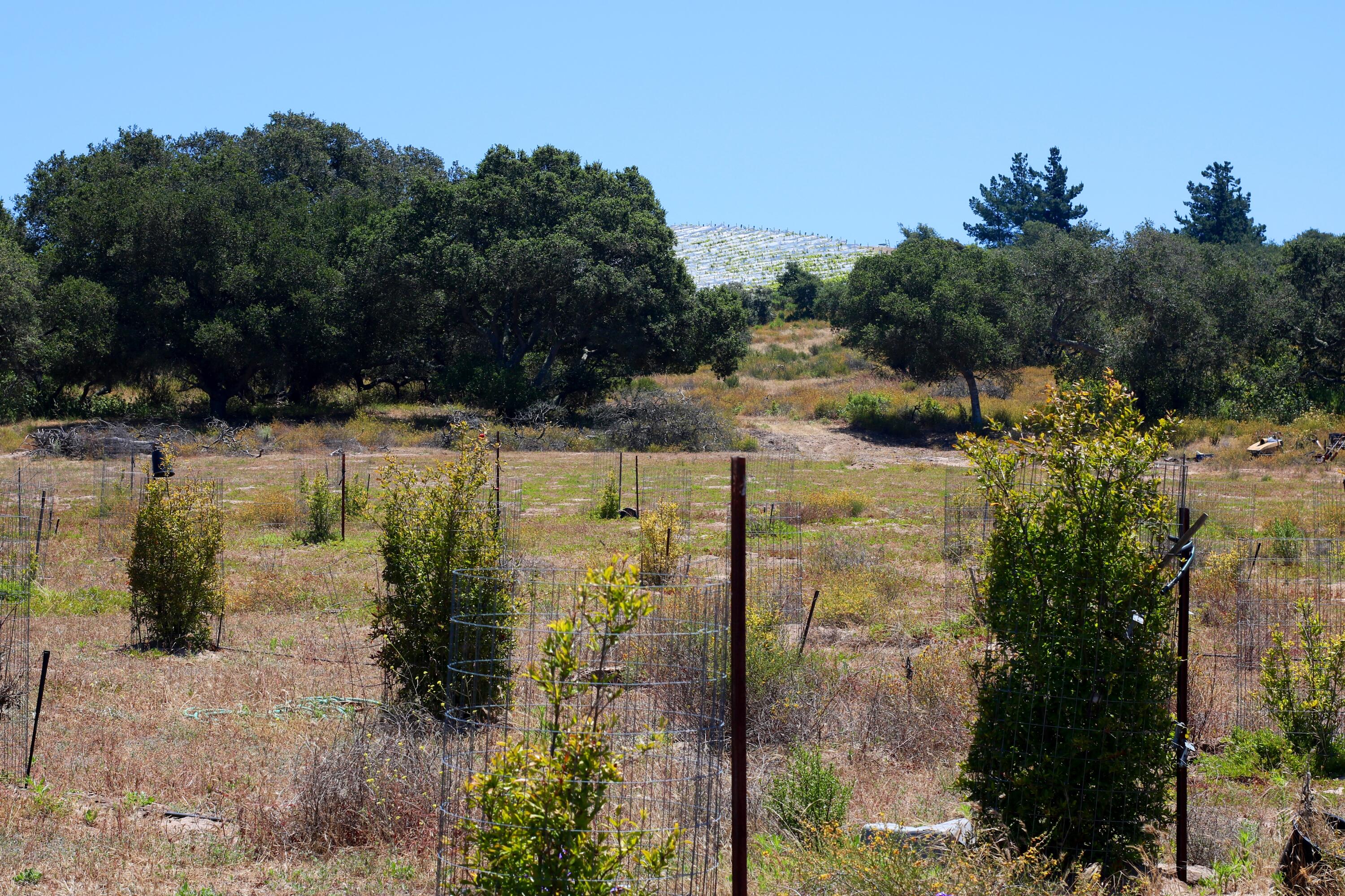 1990 Tularosa Road Lompoc, CA 93436 - Photo 19 of 36 Pomegranate Field Toward Forest