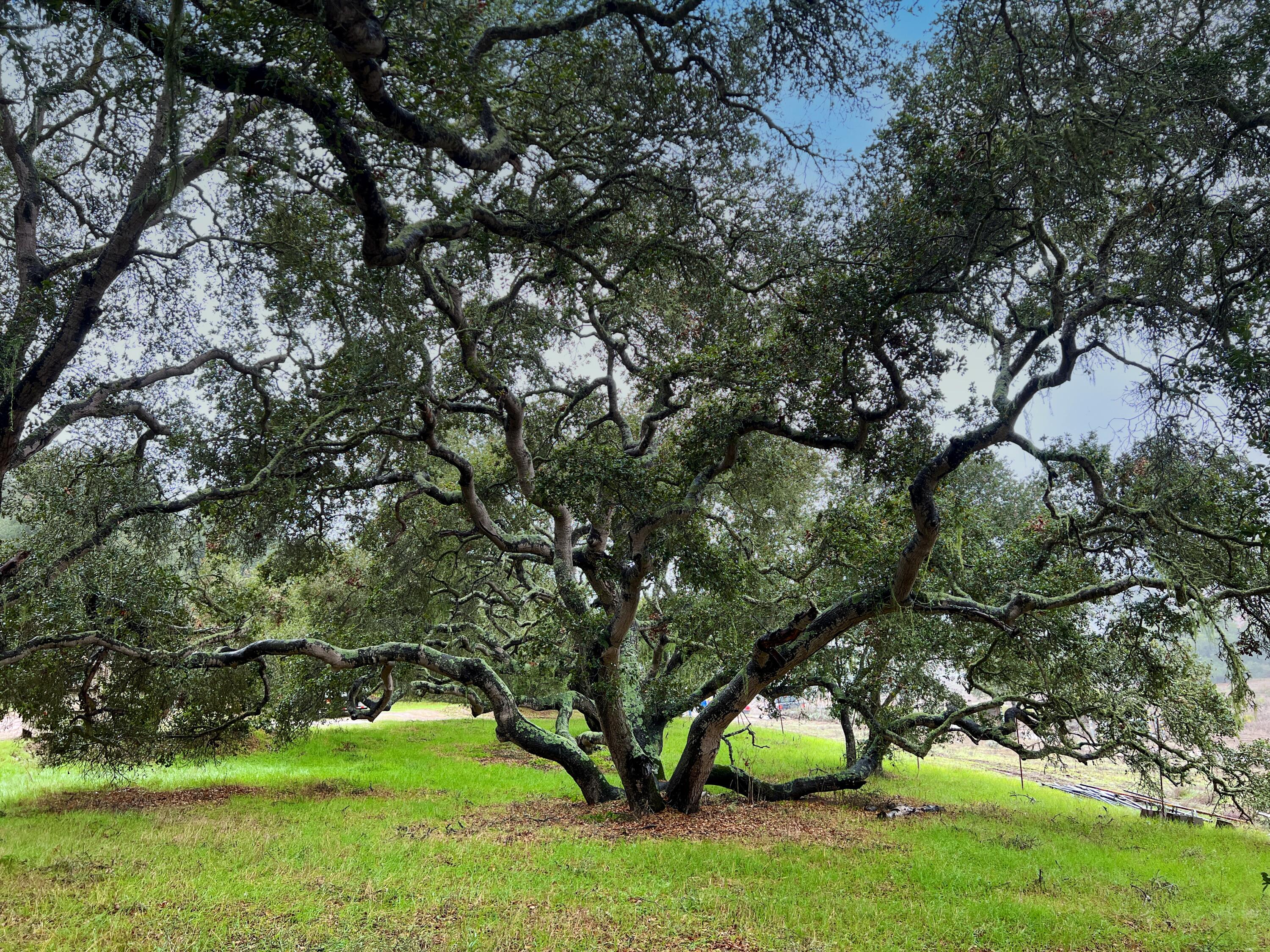 1990 Tularosa Road Lompoc, CA 93436 - Photo 20 of 36 Ancient Oaks Throughout