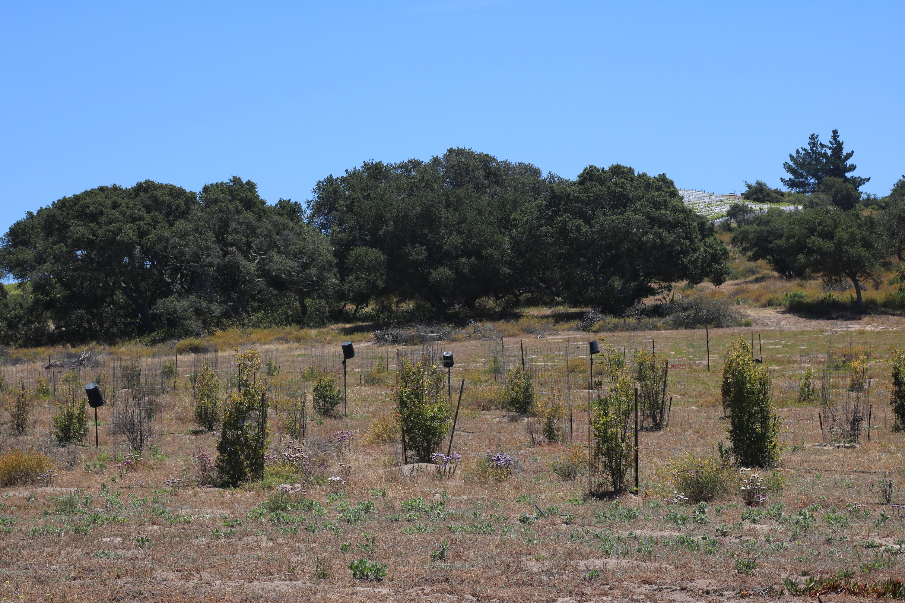 1990 Tularosa Road Lompoc, CA 93436 - Photo 21 of 36 Flat Land Toward Forest II