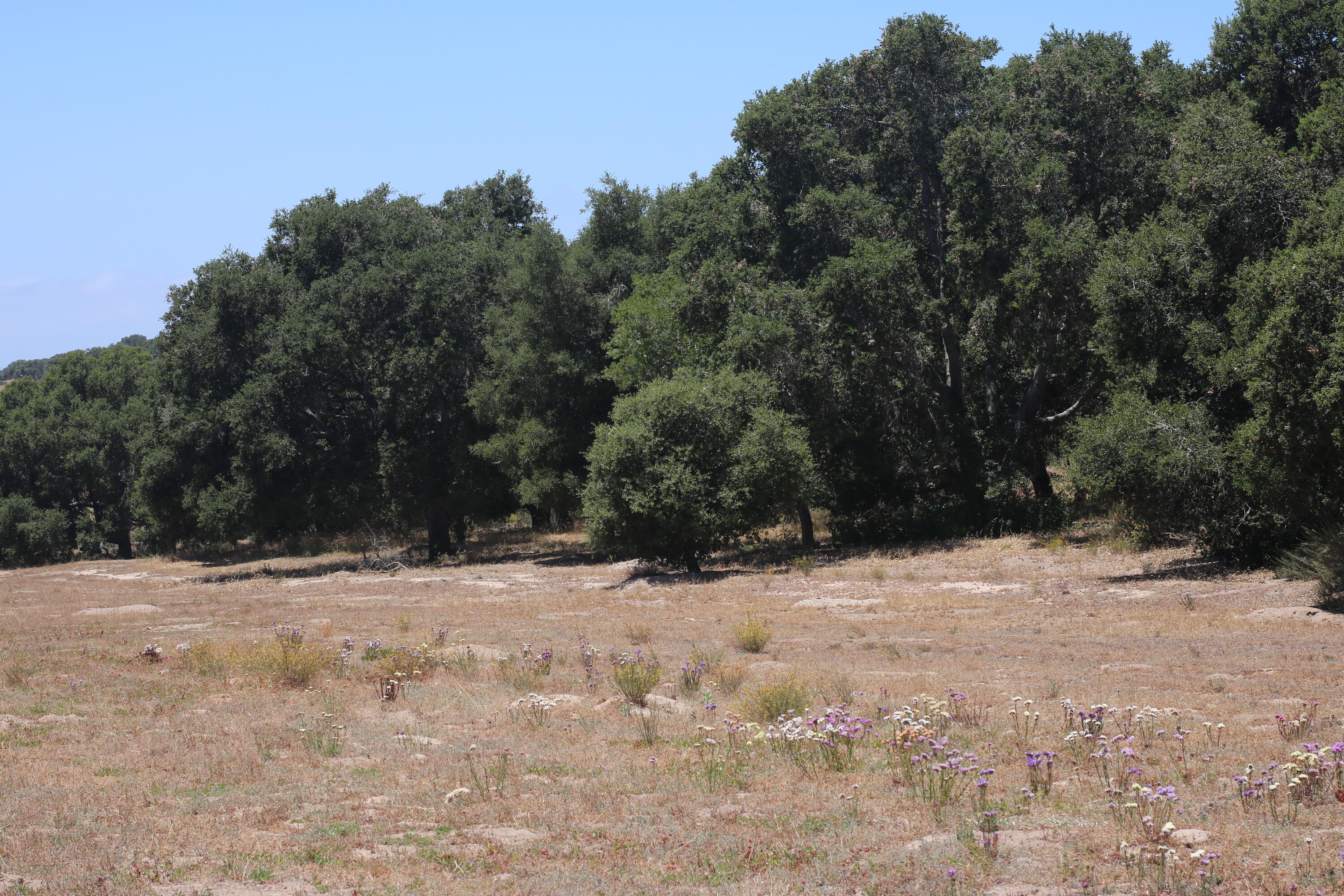 1990 Tularosa Road Lompoc, CA 93436 - Photo 25 of 36 Forest