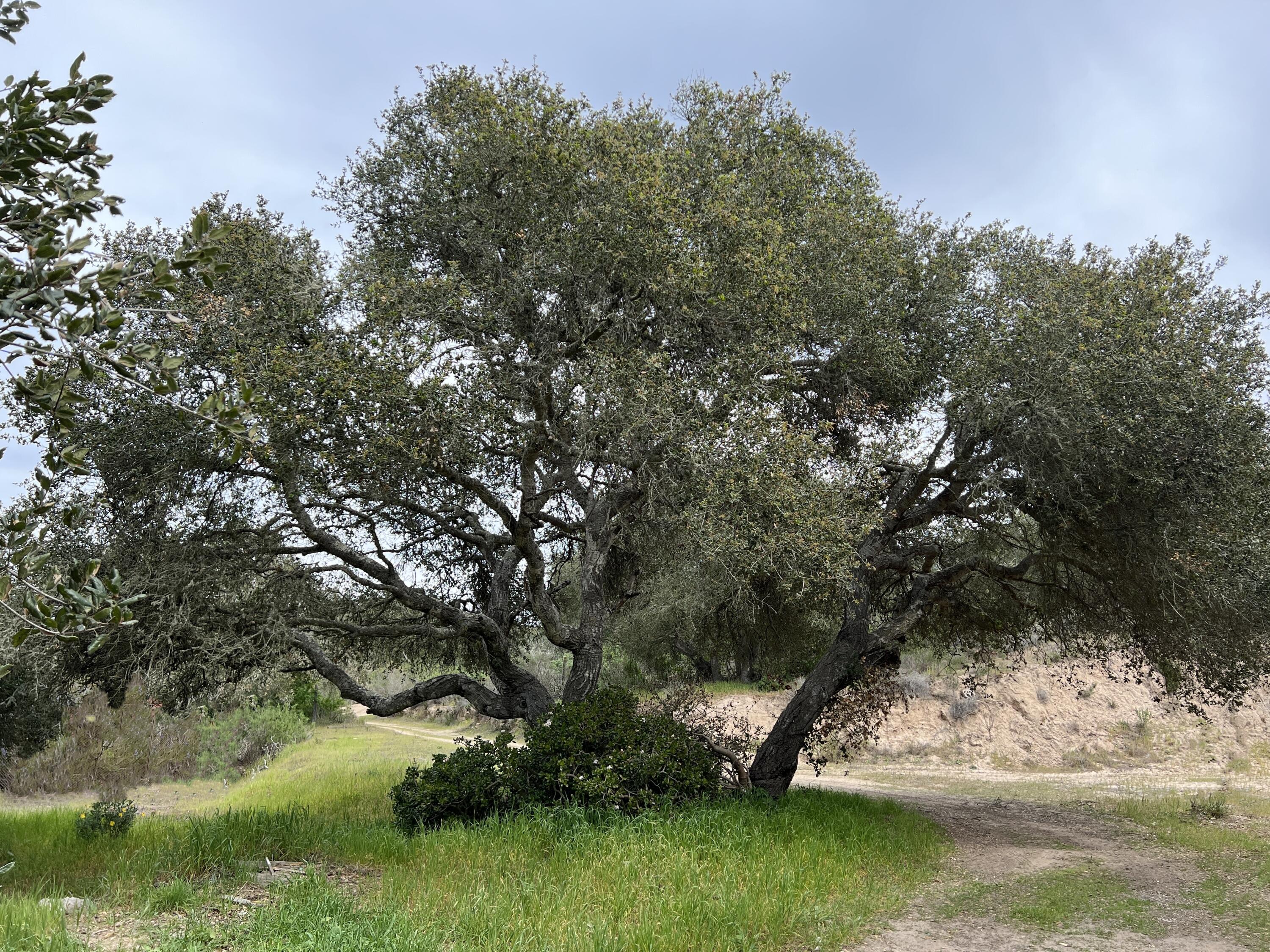 1990 Tularosa Road Lompoc, CA 93436 - Photo 35 of 36 Oak Tree II