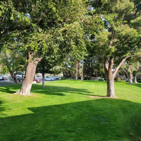 a huge green field with lots of trees