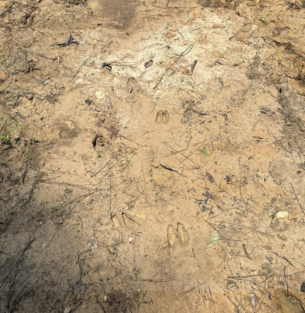 0 King Road Wesson, MS 39191 - Photo 14 of 35 Photo 14