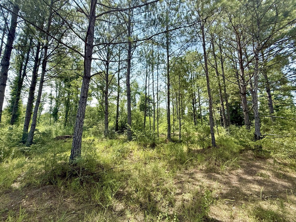 0 King Road Wesson, MS 39191 - Photo 25 of 35 Photo 25