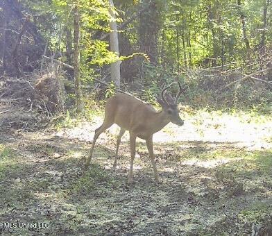 0 King Road Wesson, MS 39191 - Photo 26 of 35 IMG_0629