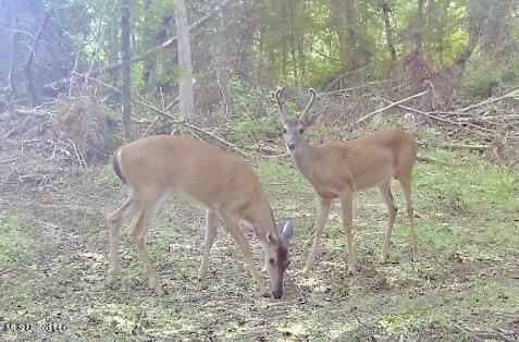 0 King Road Wesson, MS 39191 - Photo 27 of 35 IMG_0633
