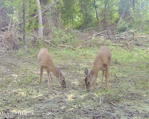 0 King Road Wesson, MS 39191 - Photo 28 of 35 IMG_0660