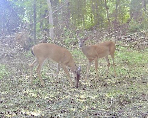 0 King Road Wesson, MS 39191 - Photo 29 of 35 IMG_0668