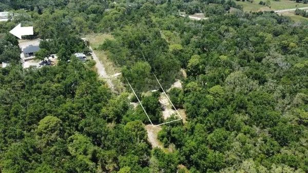a view of a forest with a tree