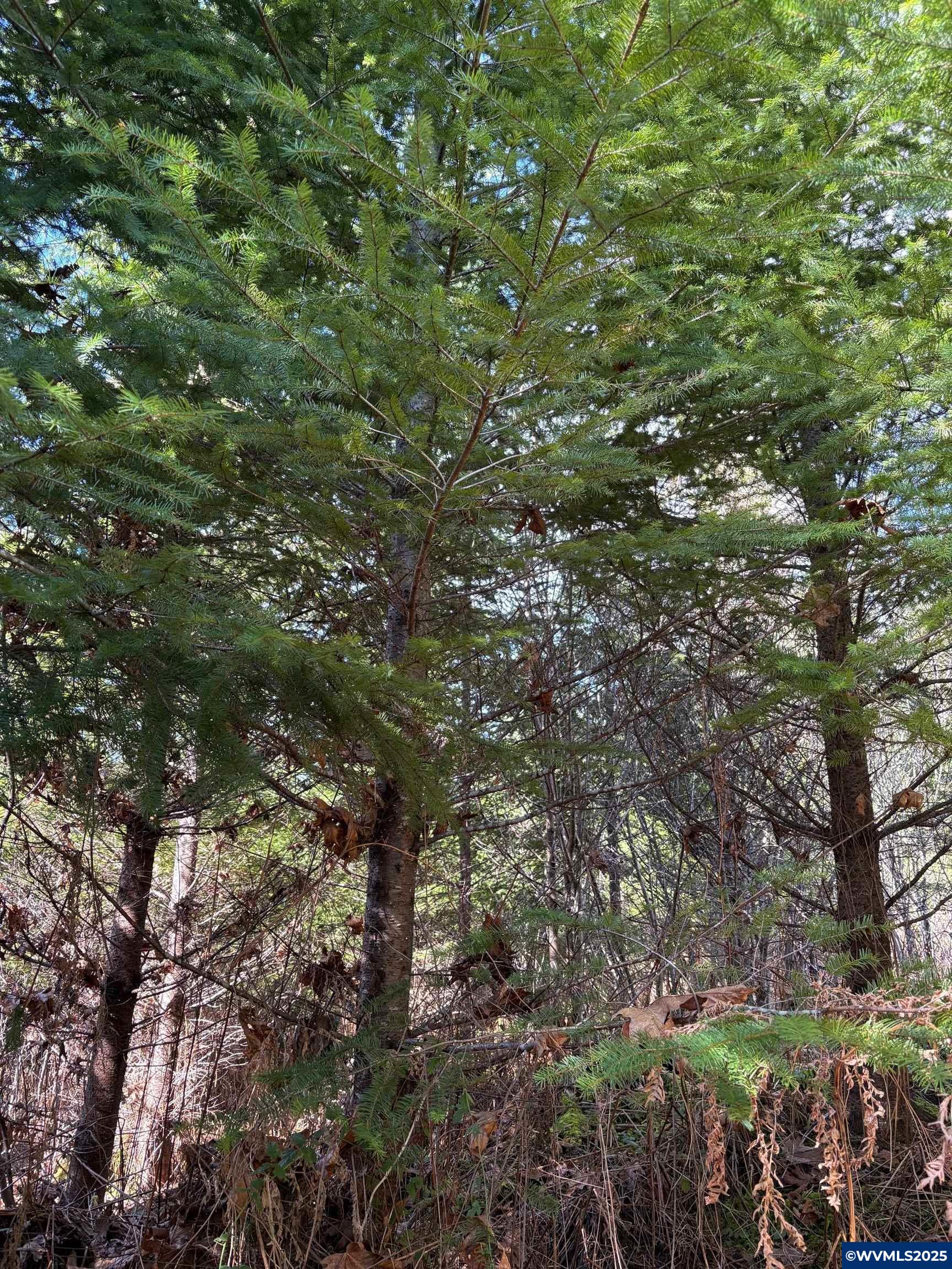 0 Boiler Creek Road Springfield, OR 97478 - Photo 19 of 26