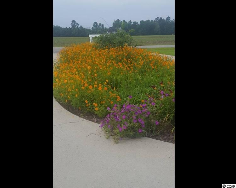 862 State Rd S-26-747 Loris, SC 29569 - Photo 9 of 22 Gallery Image 9