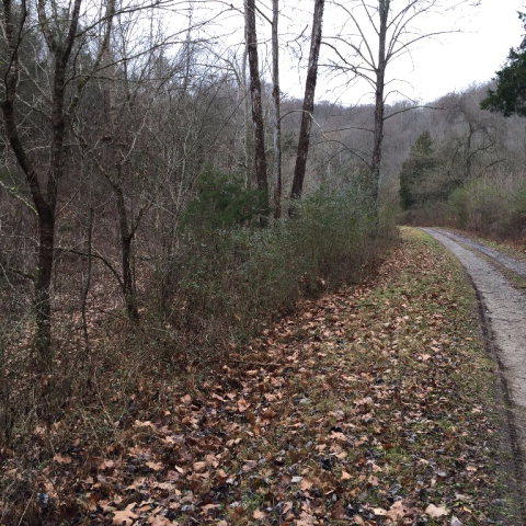 Watts Hollow Road Buffalo Valley, TN 38548 - Photo 2 of 13 Watts hollow 2