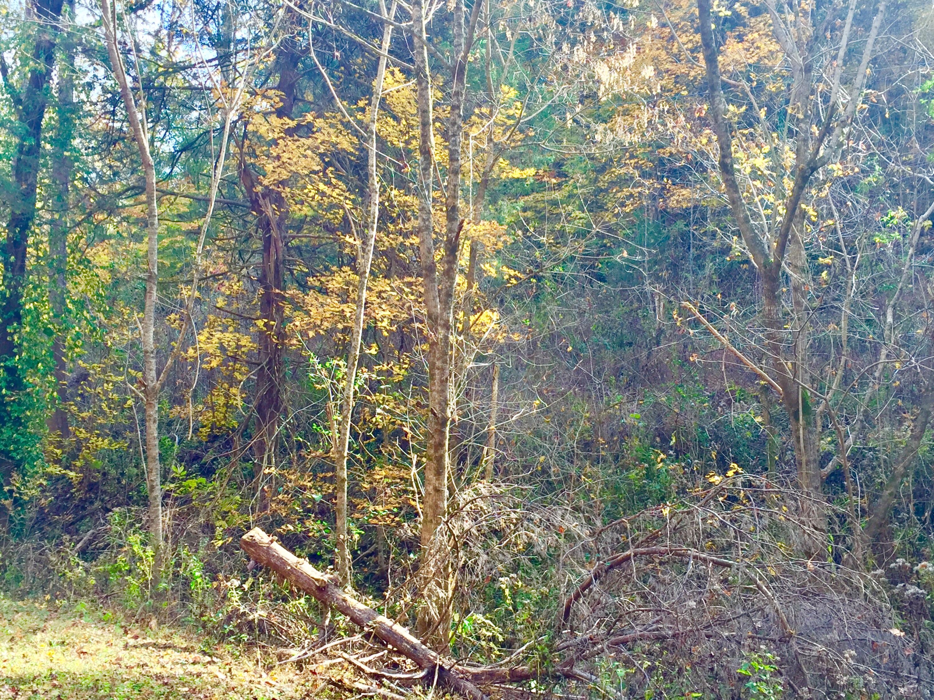 Watts Hollow Road Buffalo Valley, TN 38548 - Photo 11 of 13 FullSizeRender_2