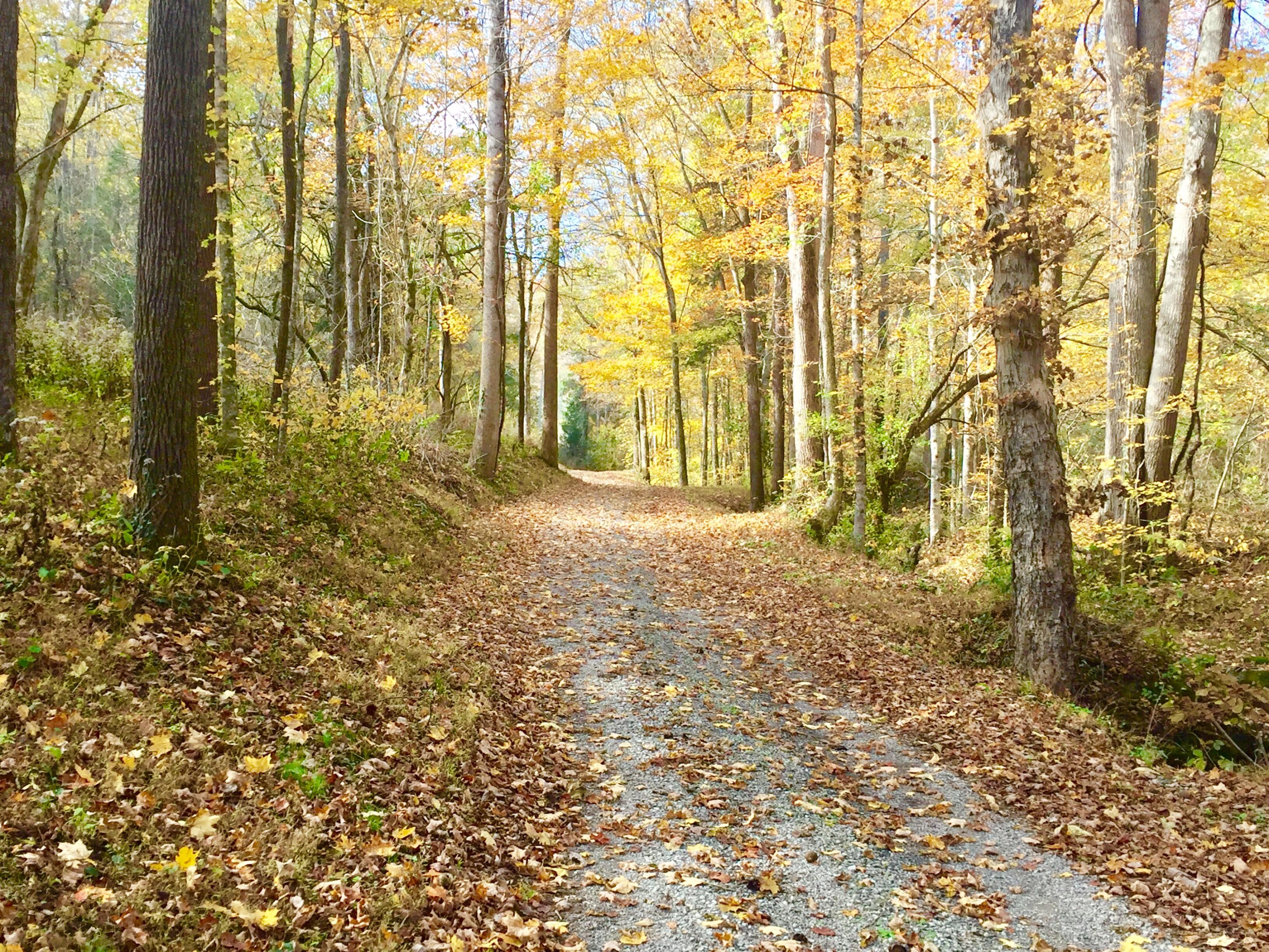Watts Hollow Road Buffalo Valley, TN 38548 - Photo 12 of 13 FullSizeRender_3