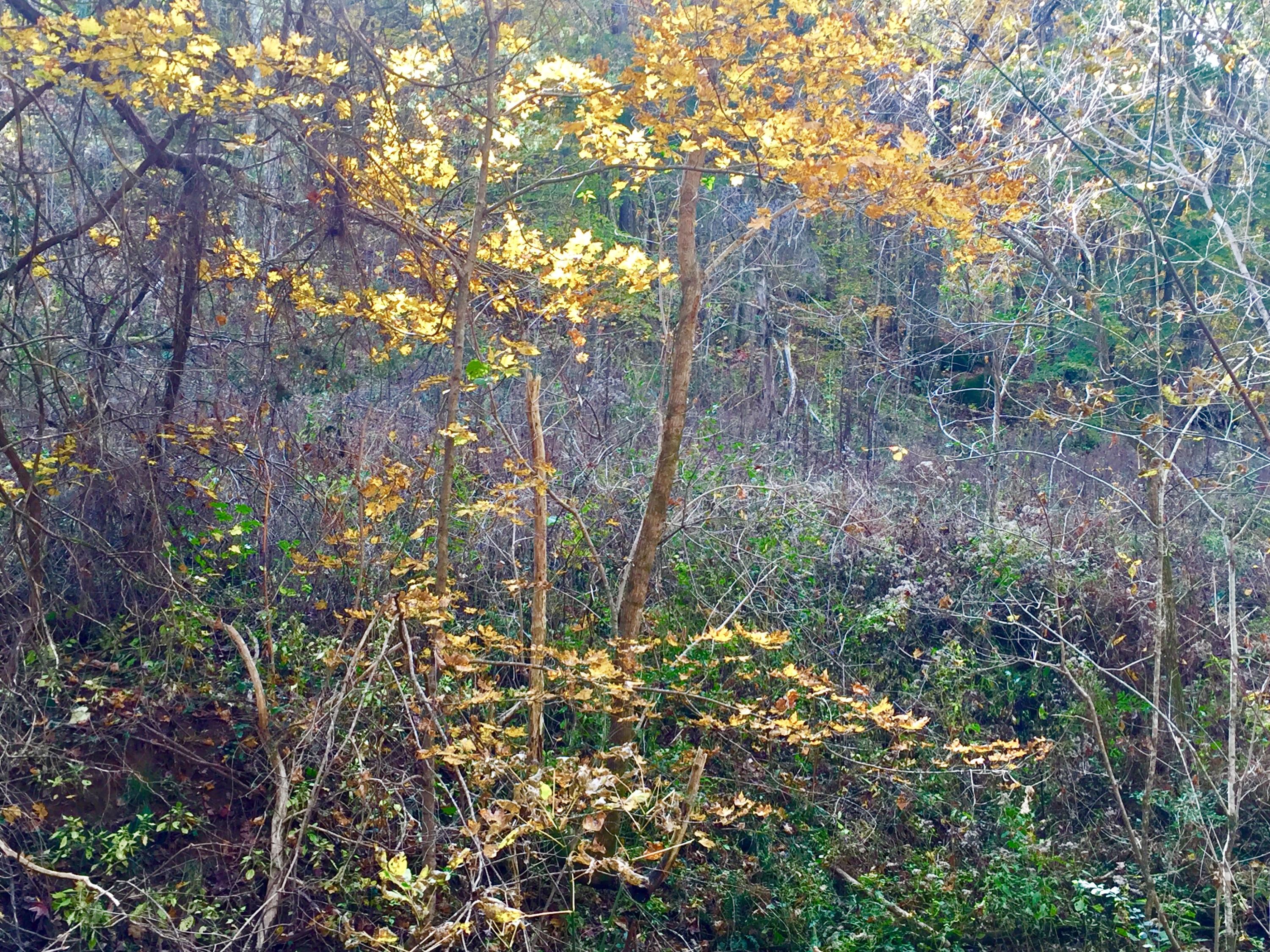 Watts Hollow Road Buffalo Valley, TN 38548 - Photo 13 of 13 FullSizeRender_4