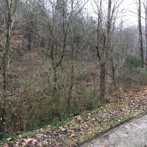 Watts Hollow Road Buffalo Valley, TN 38548 - Photo 3 of 13 Watts hollow 3