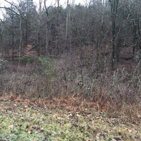 Watts Hollow Road Buffalo Valley, TN 38548 - Photo 7 of 13 Watts hollow 7
