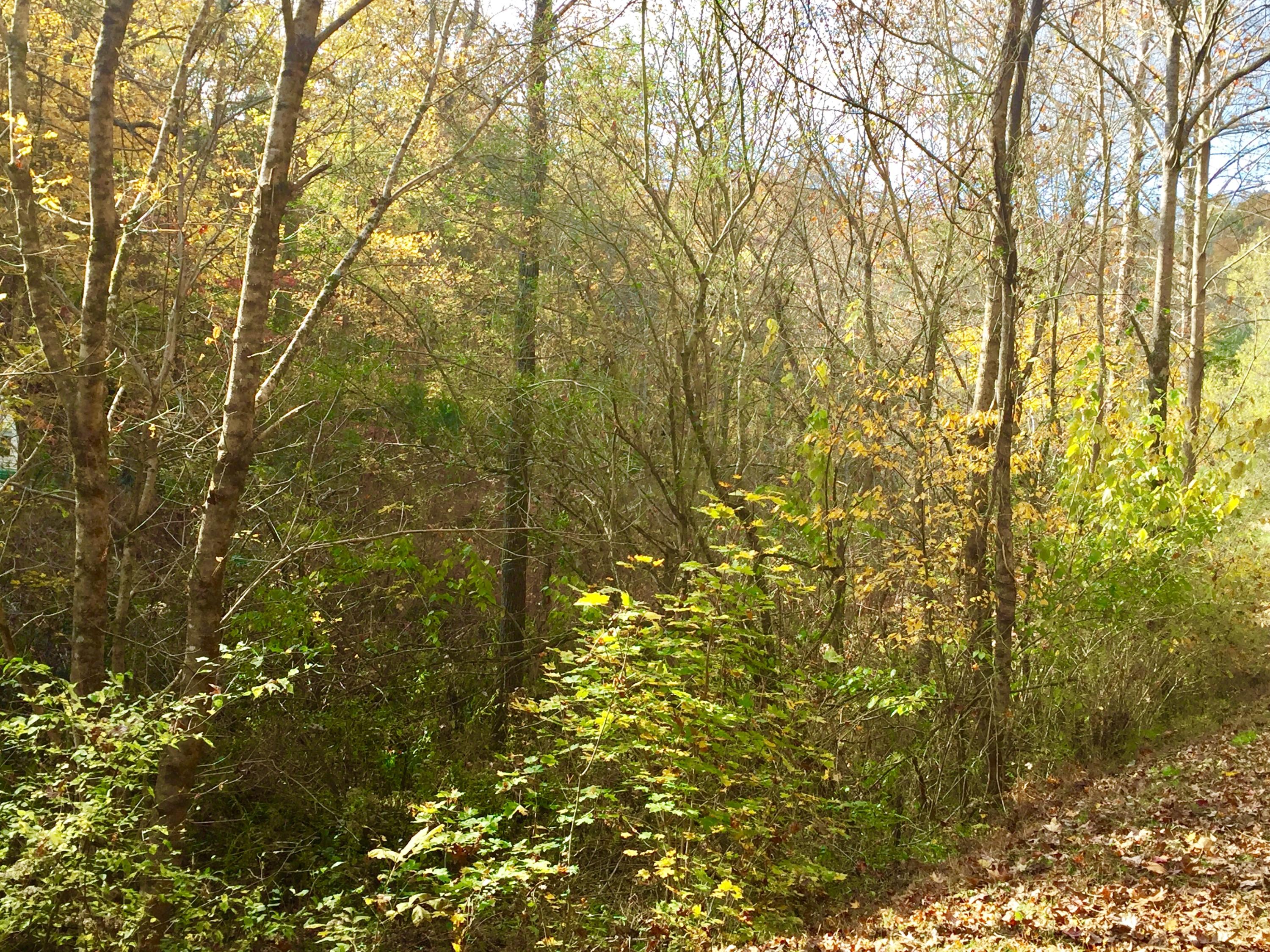 Watts Hollow Road Buffalo Valley, TN 38548 - Photo 9 of 13 FullSizeRender