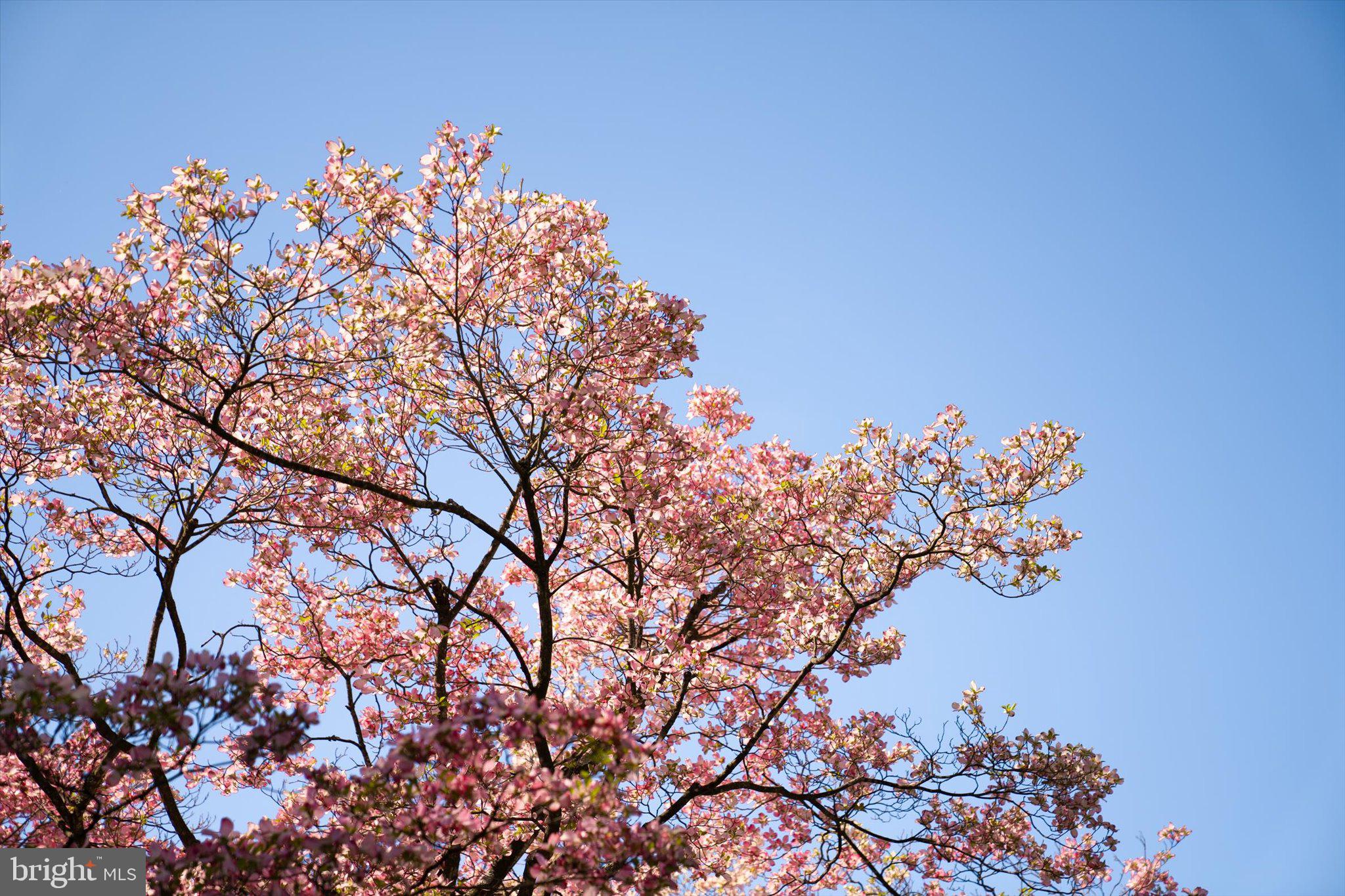 1111 Estates Boulevard Hamilton, NJ 08690 - Photo 47 of 47 a picture of tree