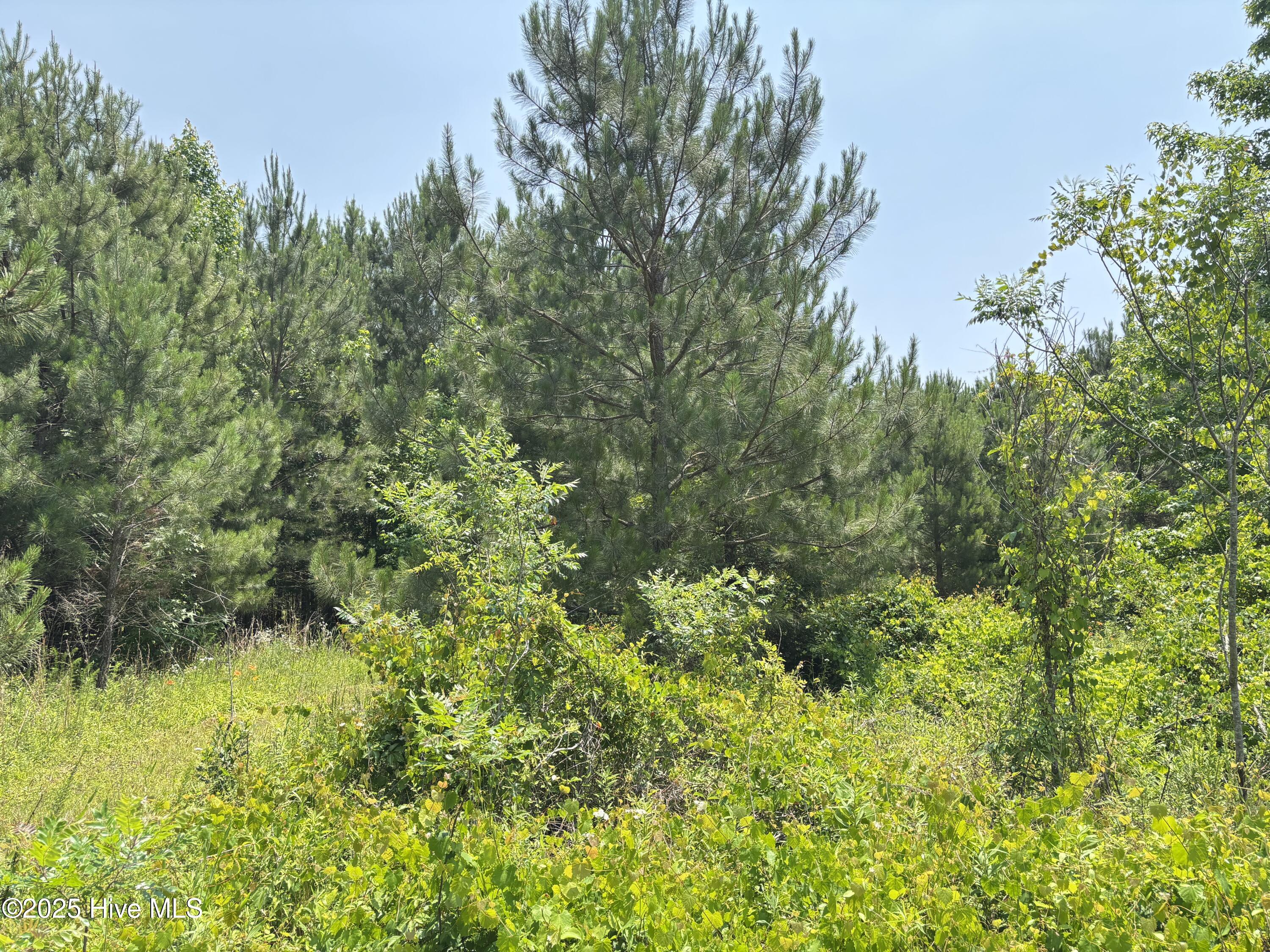 Lot 24 Buckhorn Church Road Como, NC 27818 - Photo 3 of 12 IMG_2798