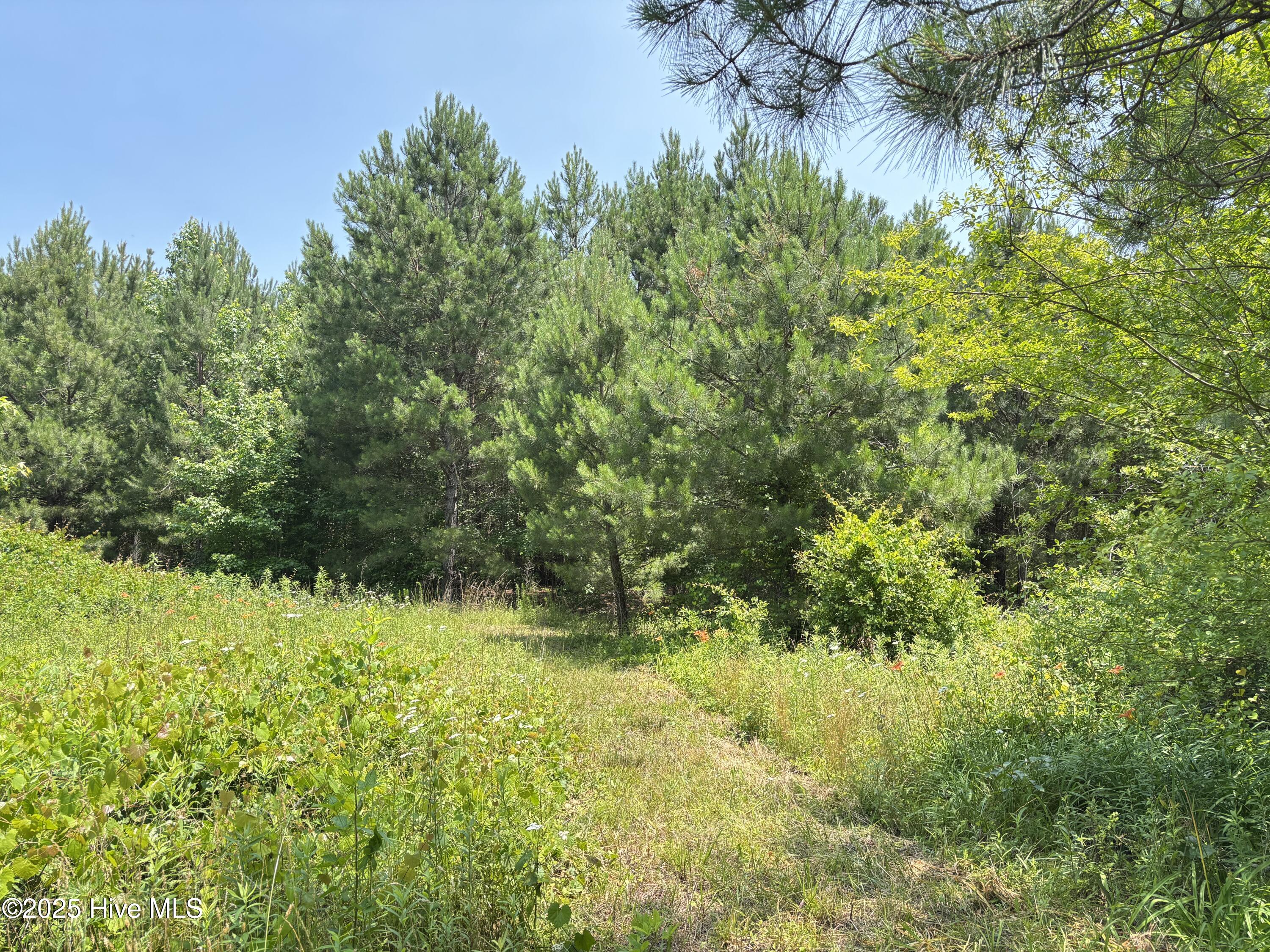 Lot 24 Buckhorn Church Road Como, NC 27818 - Photo 5 of 12 IMG_2800