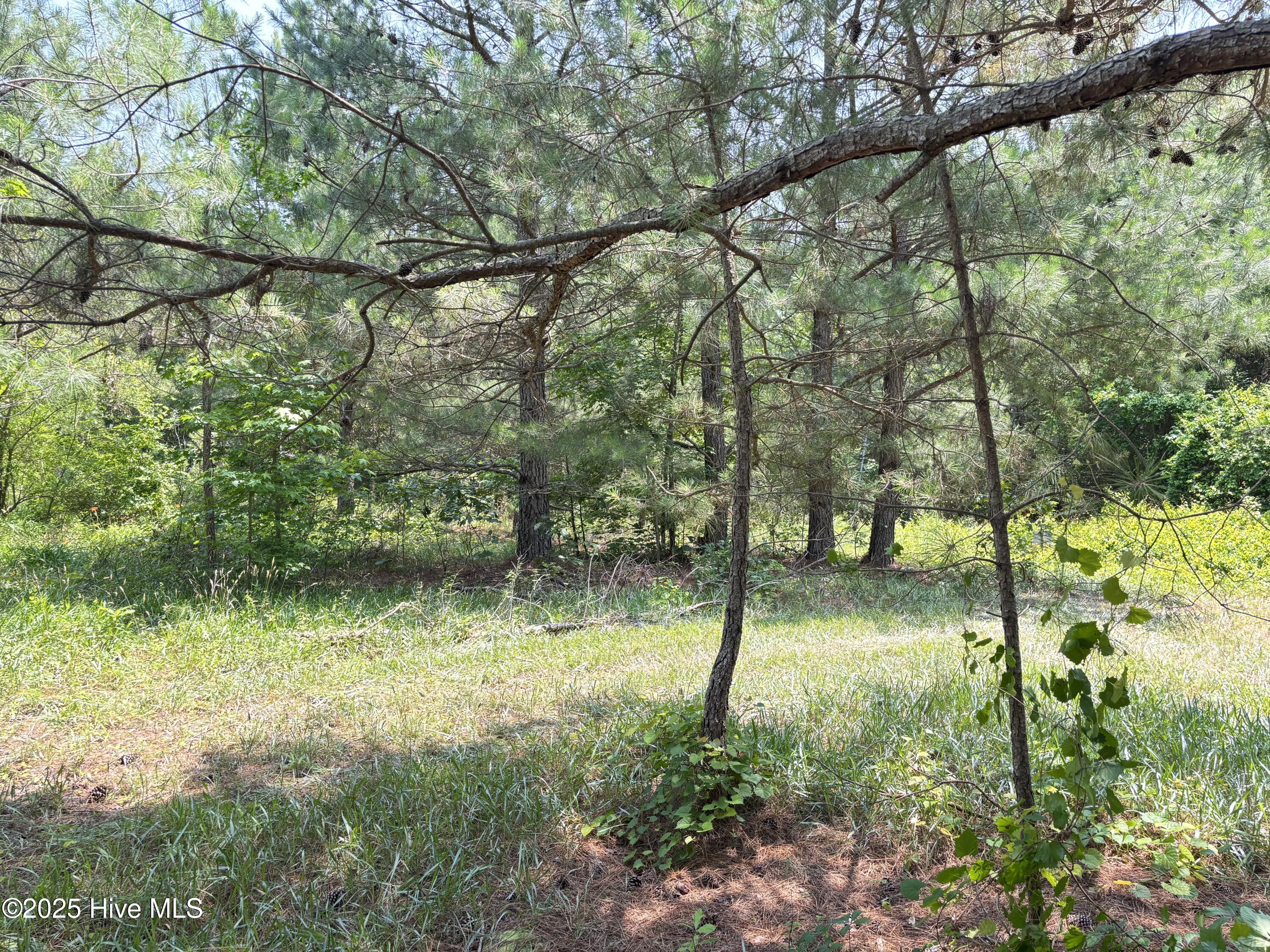 Lot 24 Buckhorn Church Road Como, NC 27818 - Photo 6 of 12 IMG_2802