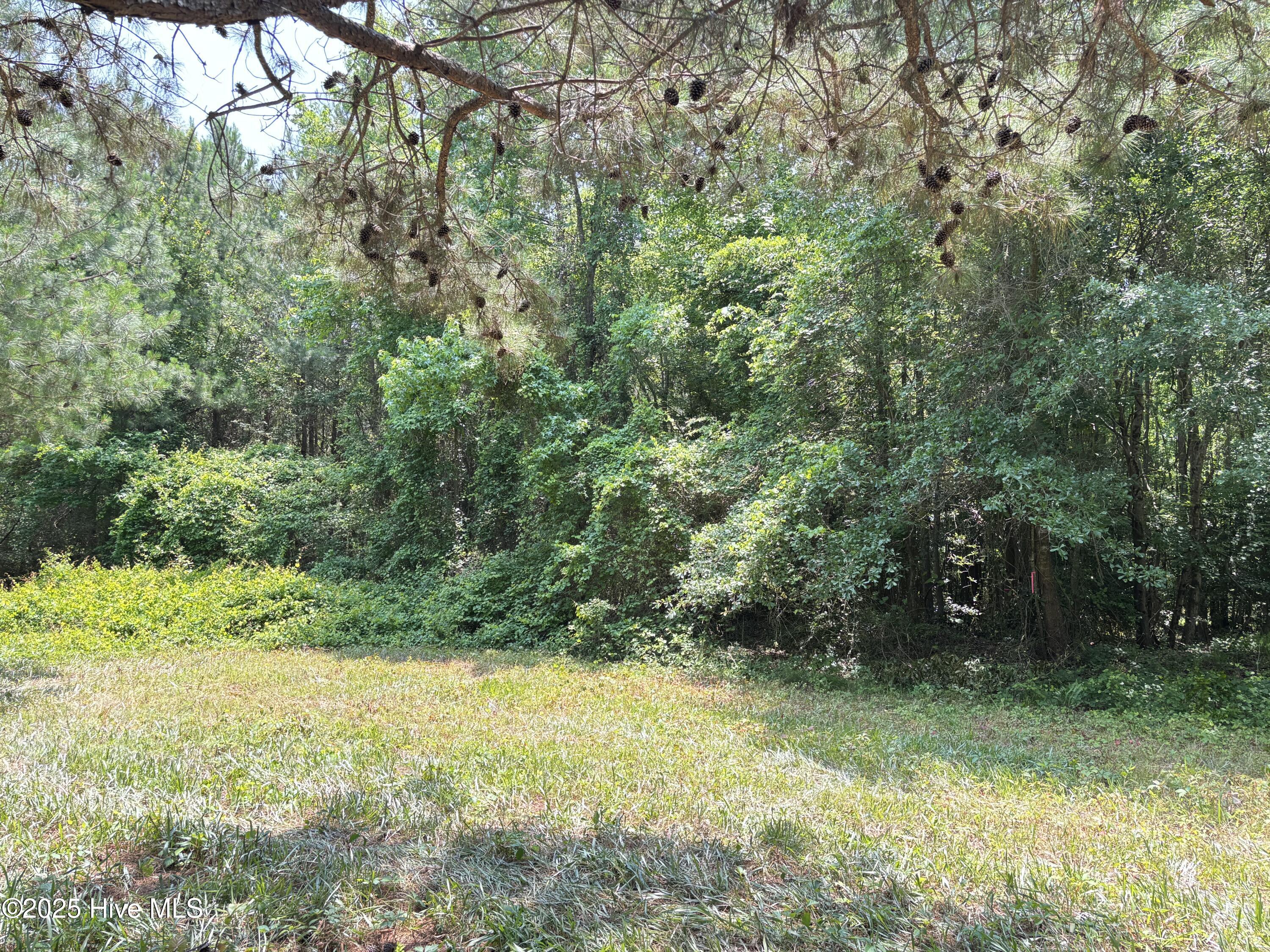 Lot 24 Buckhorn Church Road Como, NC 27818 - Photo 7 of 12 IMG_2803