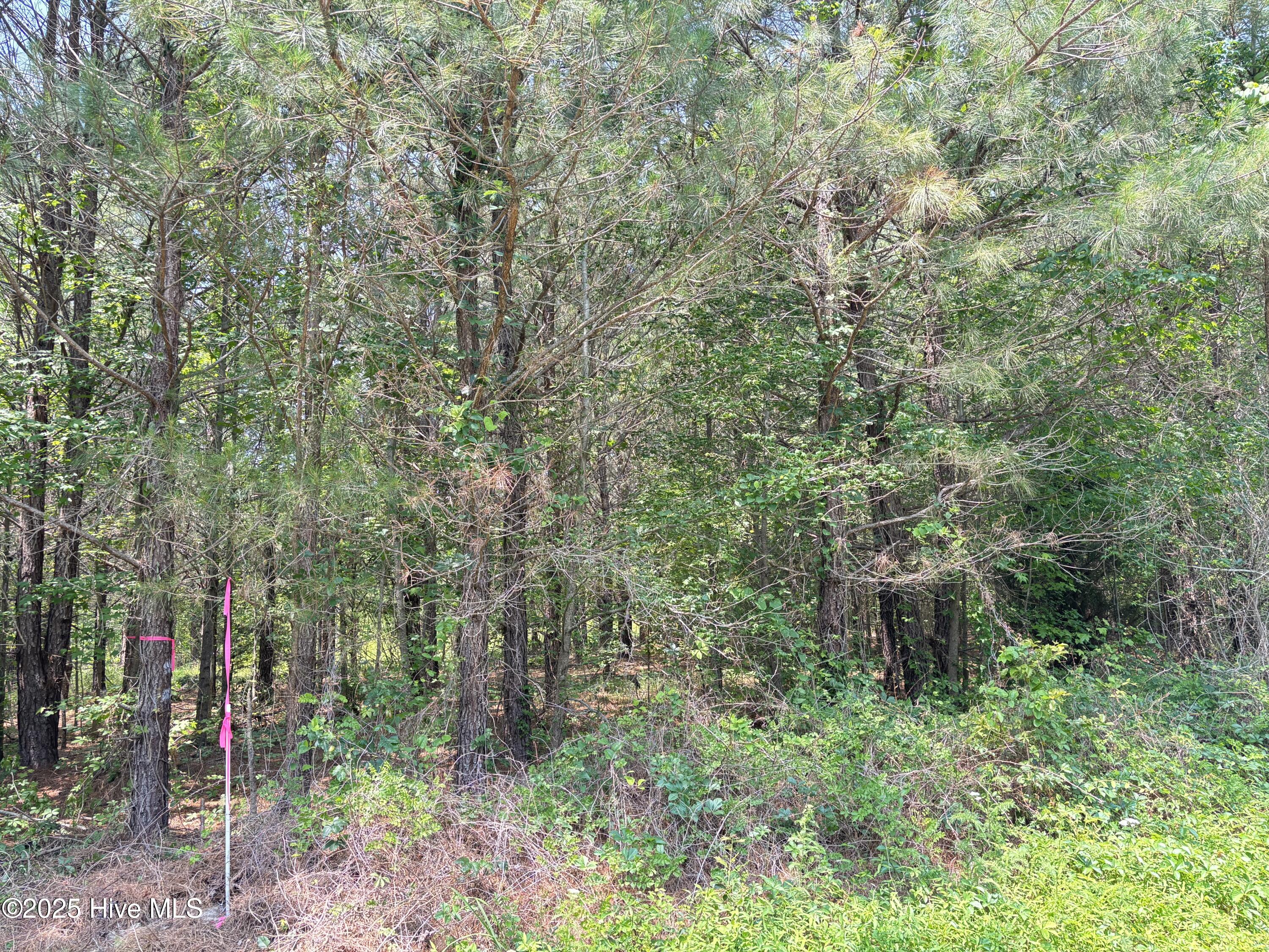 Lot 24 Buckhorn Church Road Como, NC 27818 - Photo 8 of 12 IMG_2835