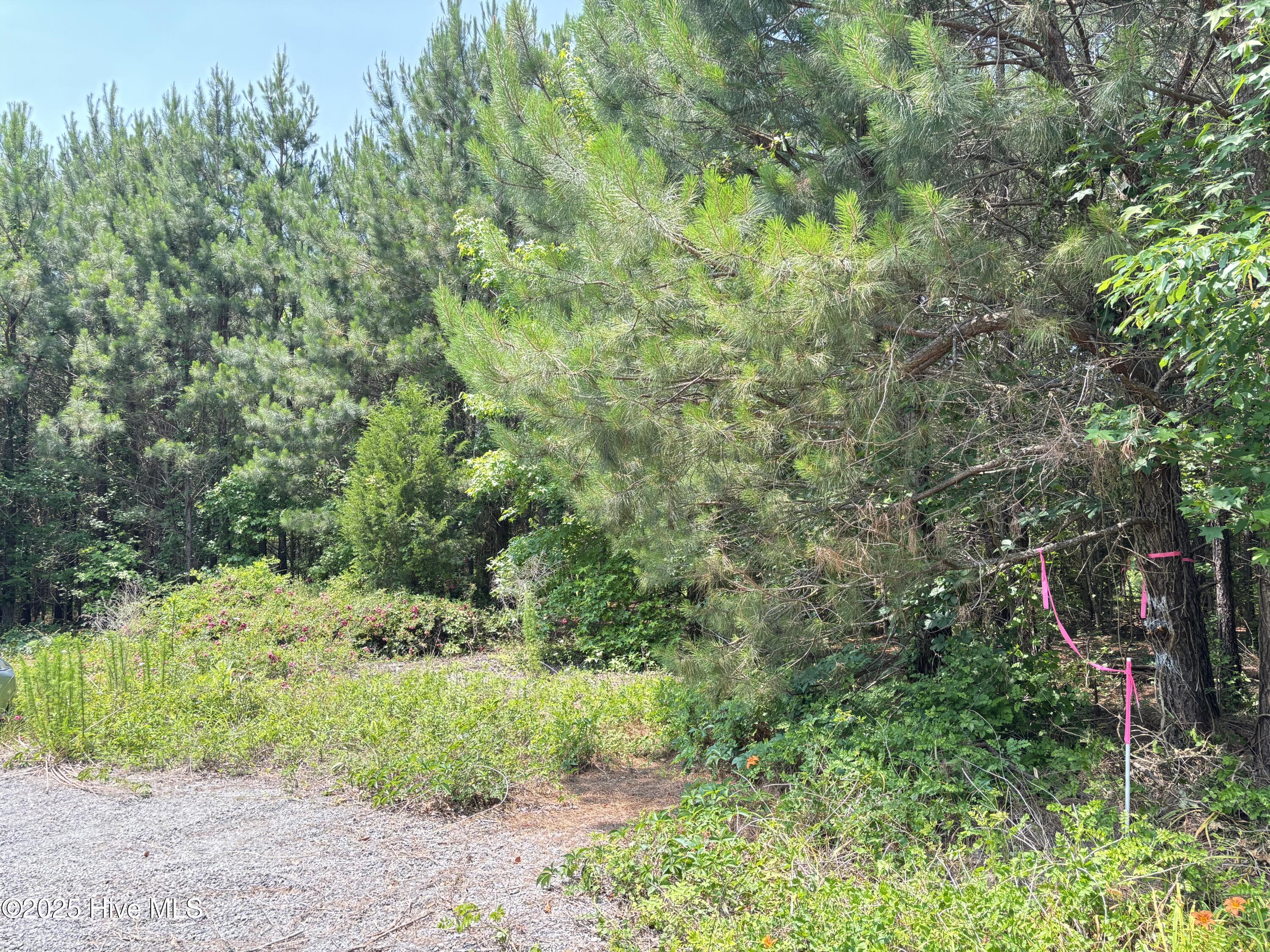 Lot 24 Buckhorn Church Road Como, NC 27818 - Photo 10 of 12 IMG_2837