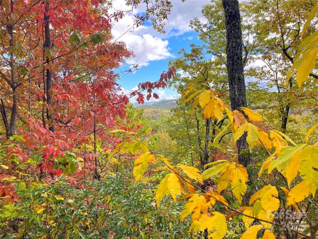 a picture of flowers