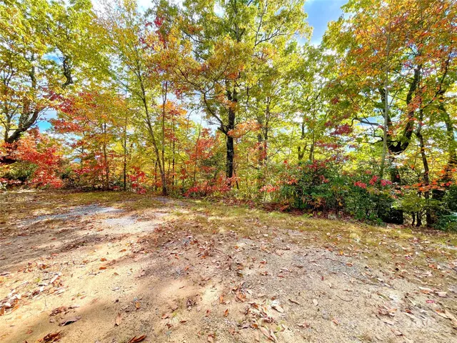 a view of yard with trees