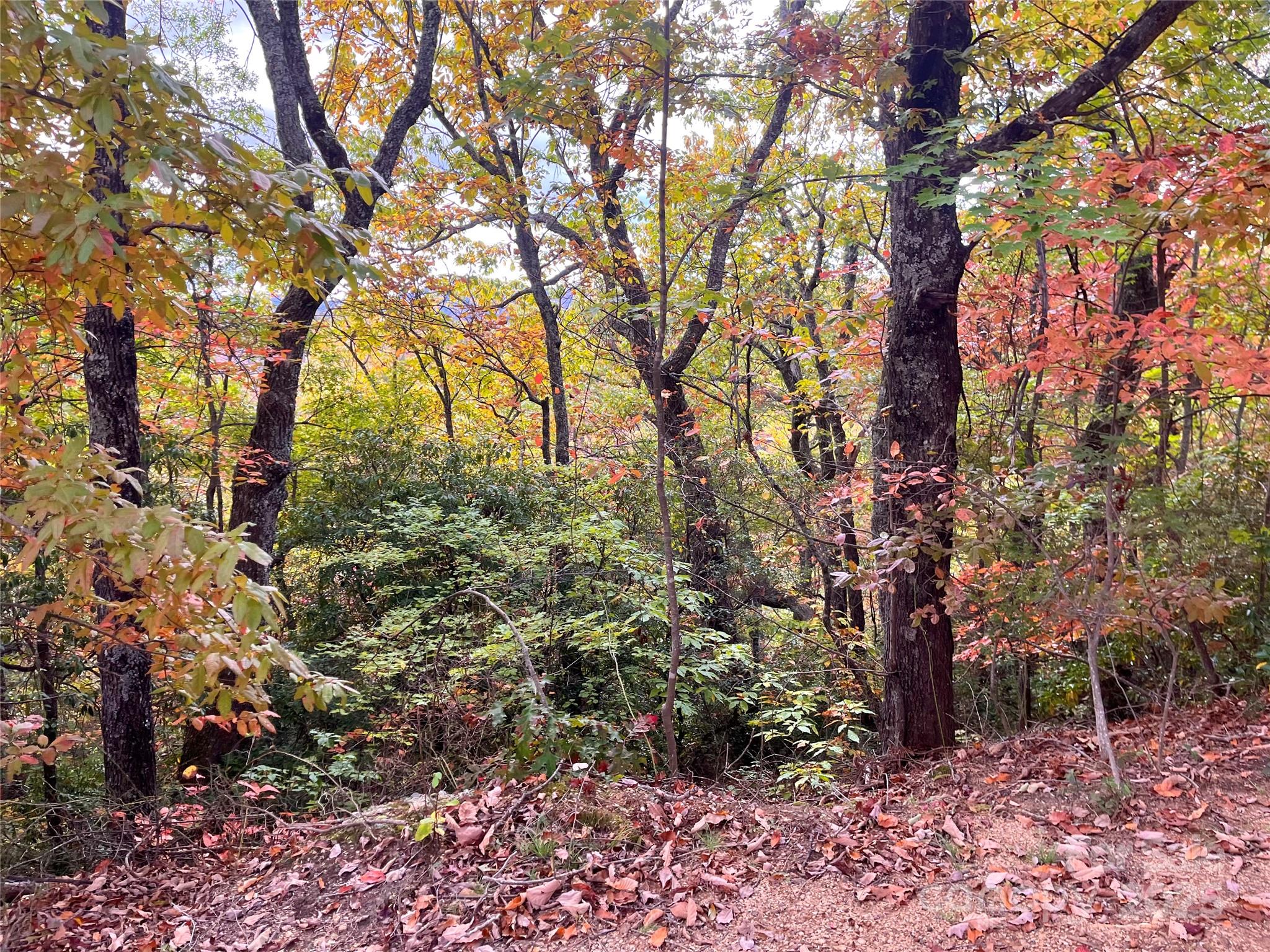 57 Grouse Ridge Drive Black Mountain, NC 28711 - Photo 18 of 44 a view of a tree