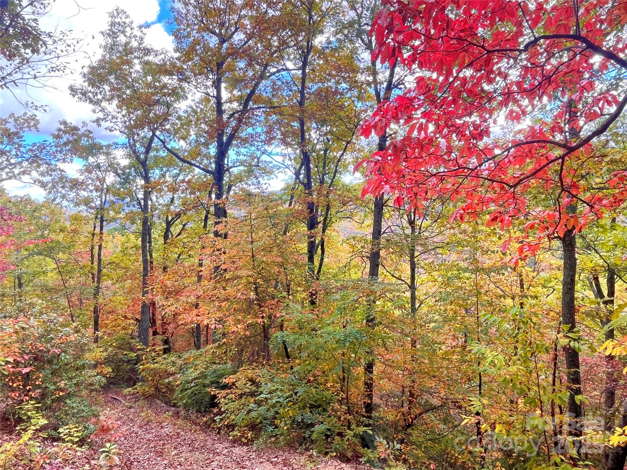 57 Grouse Ridge Drive Black Mountain, NC 28711 - Photo 21 of 44 a view of tree