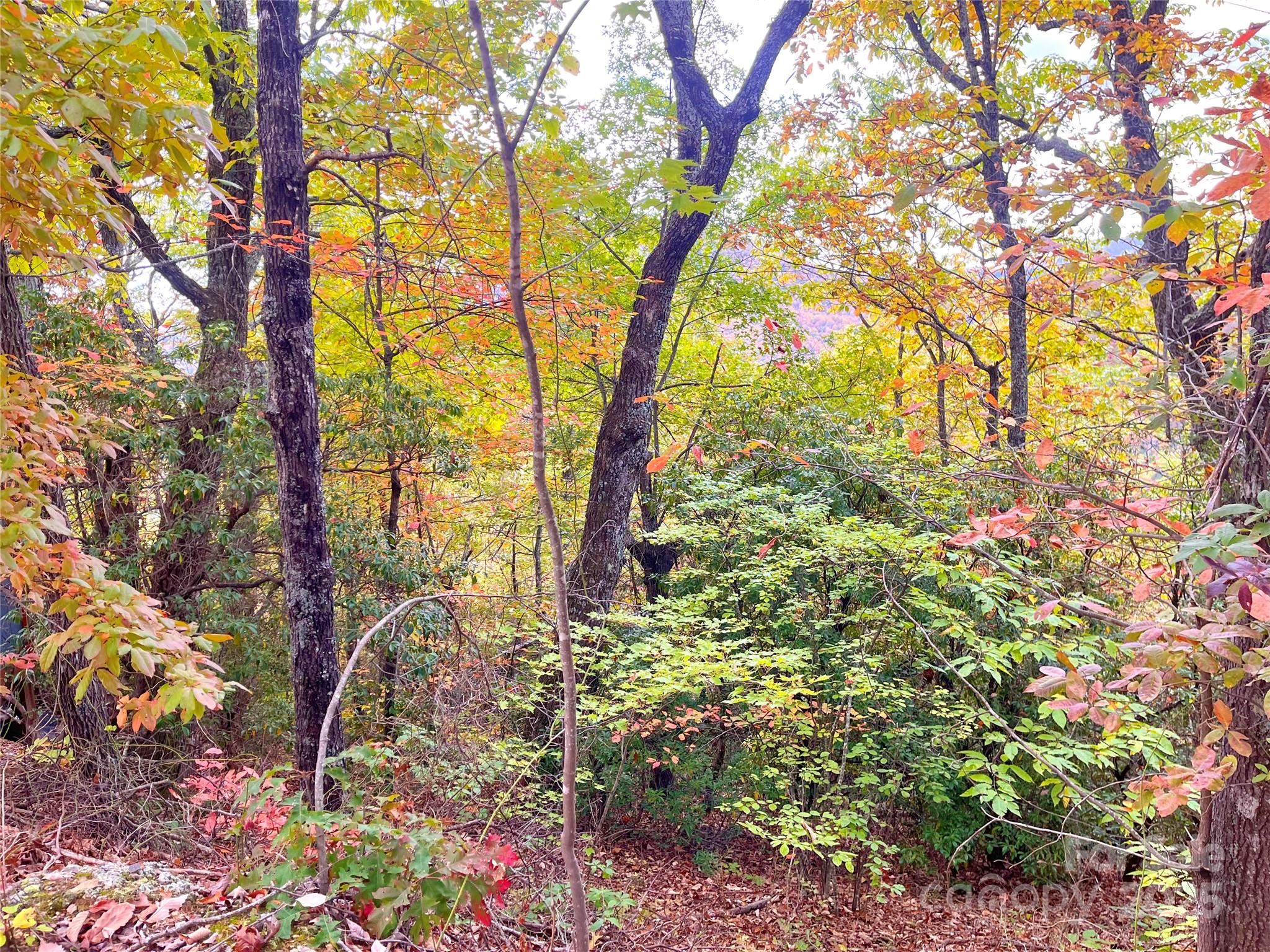 57 Grouse Ridge Drive Black Mountain, NC 28711 - Photo 24 of 44 a backyard of a house with lots of green space
