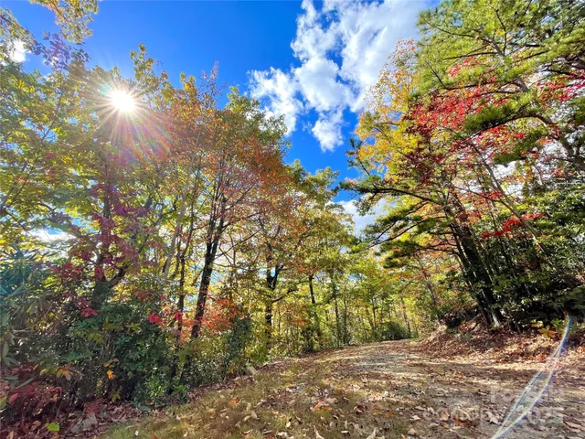 a view of a tree in a yard