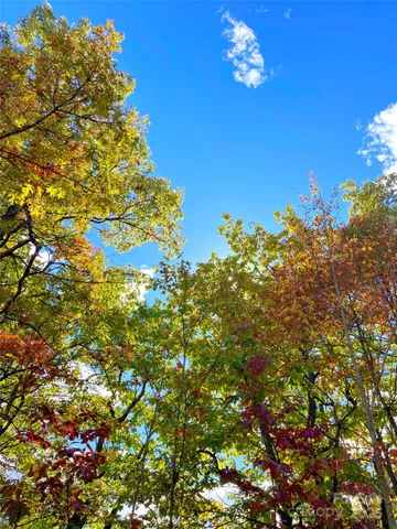 a backyard of a house with lots of green space and plants