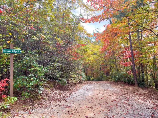 a view of a forest with trees