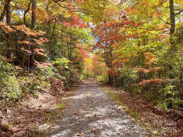 a view of a yard with a tree