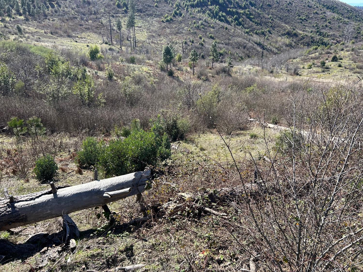1234 Hog Ranch Road Oroville, CA 95965 - Photo 11 of 21 a bench sitting in middle of forest