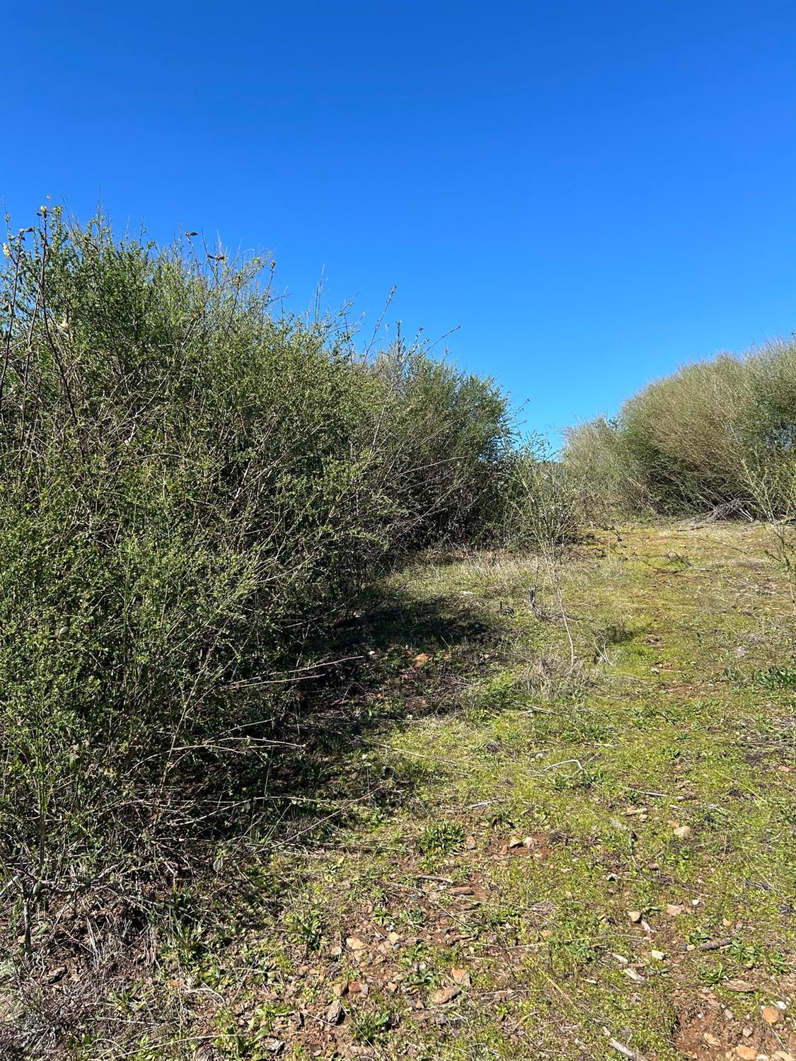 1234 Hog Ranch Road Oroville, CA 95965 - Photo 13 of 21 a view of a field with an tree