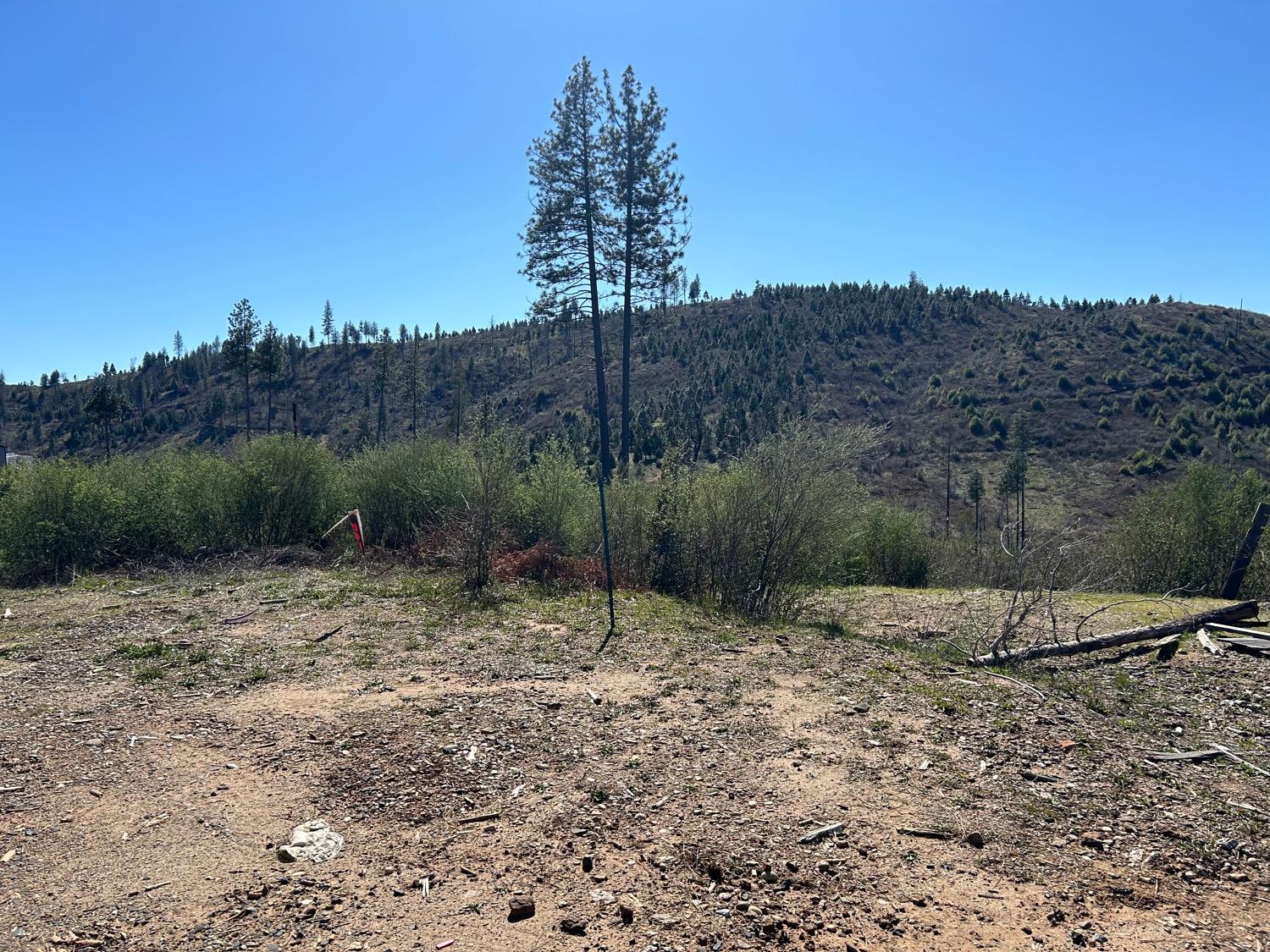 1234 Hog Ranch Road Oroville, CA 95965 - Photo 4 of 21 a view of a dry yard with trees