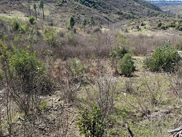 a view of a forest with lots of trees