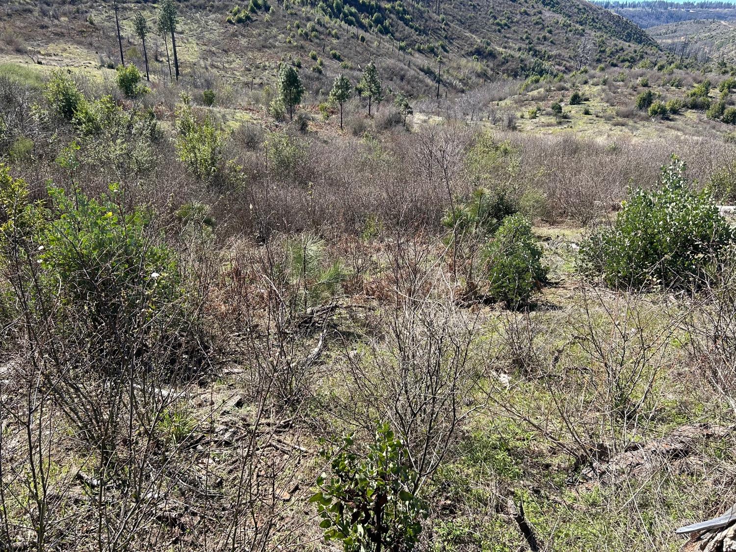 1234 Hog Ranch Road Oroville, CA 95965 - Photo 6 of 21 a view of a forest with lots of trees