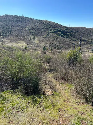 a view of a yard with a tree